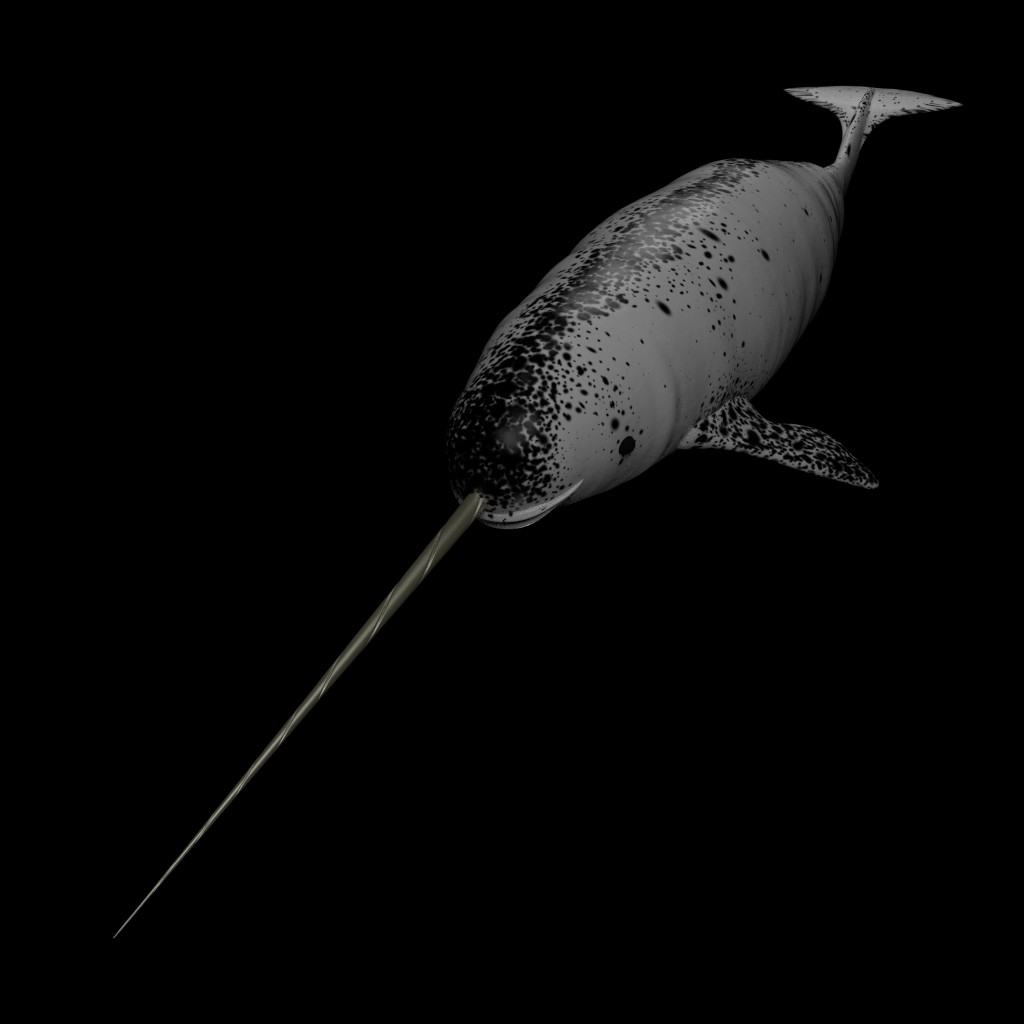 Narwhal, Textured and Rigged! preview image 1